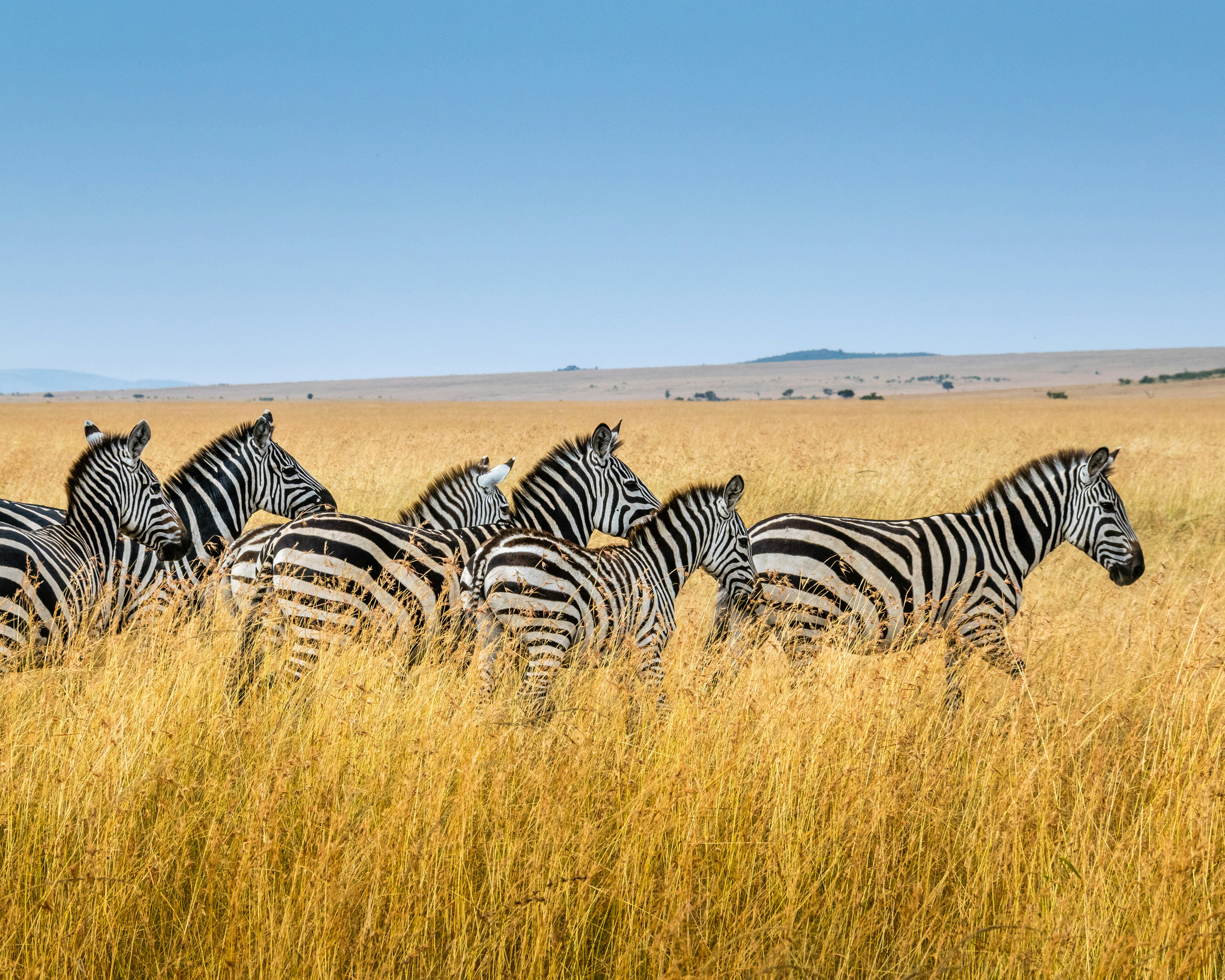 Mikumi National Park