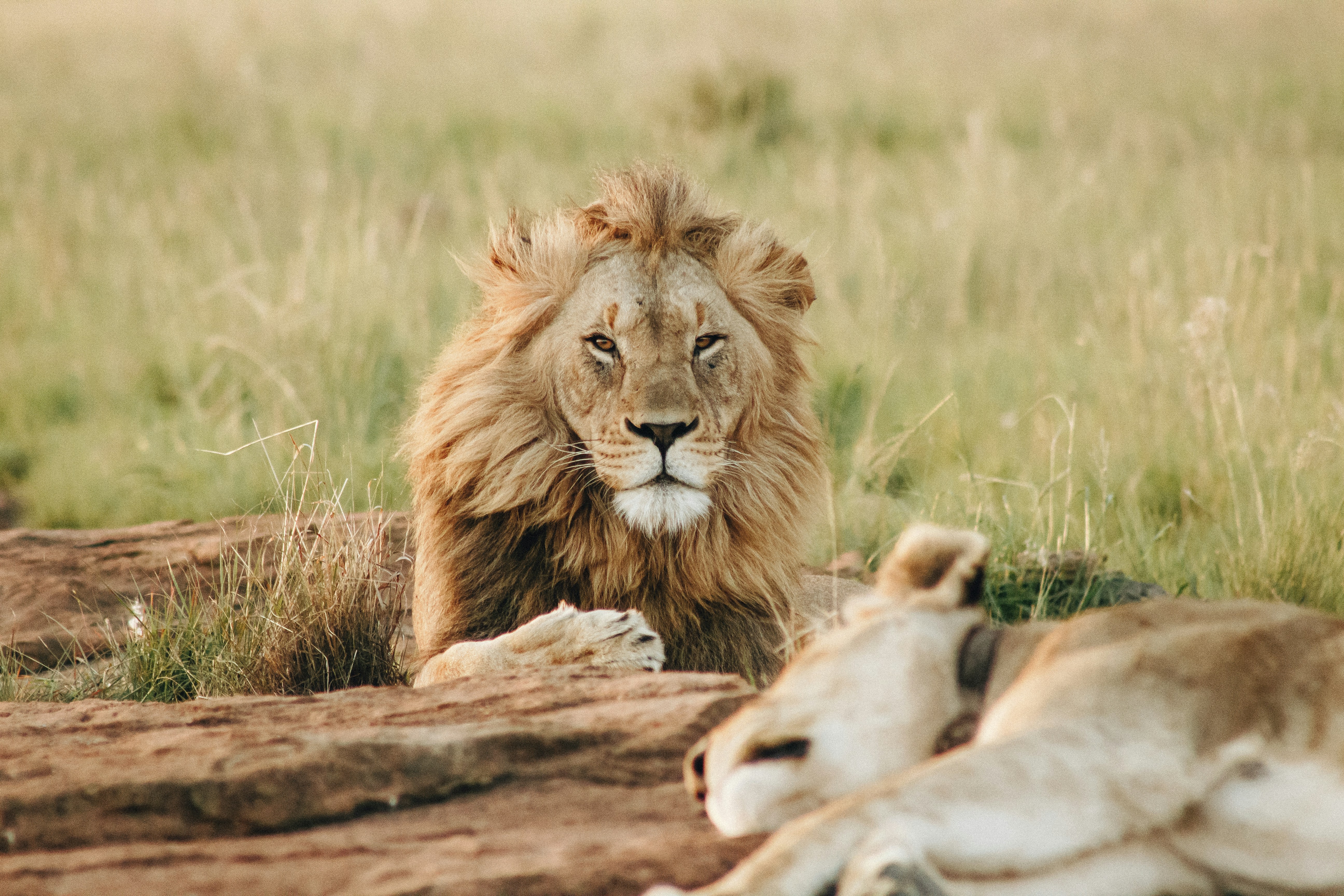 Ngorongoro Crater